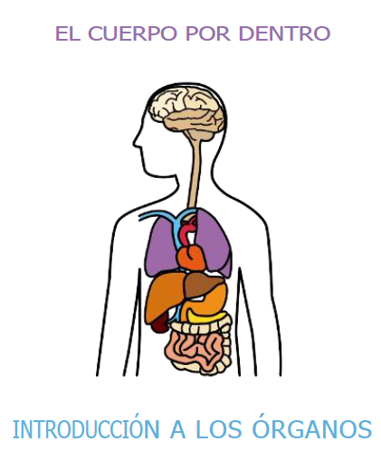 El cuerpo por dentro